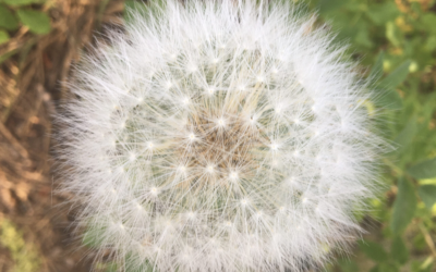 Spring Clean Retreat