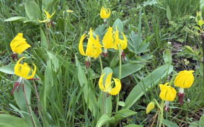 Why Do I Think I’m Better